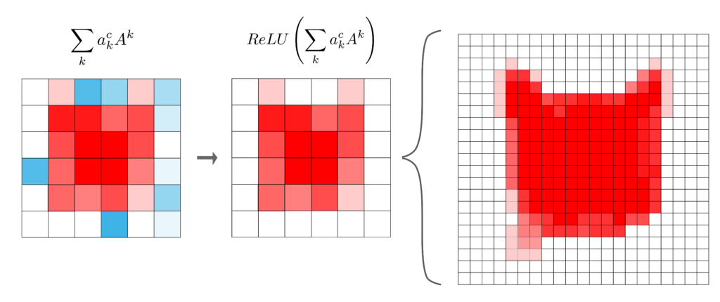 the final steps of the Grad-CAM algorithm. We apply the ReLU activation function to the weighted feature map and interpolate the result so it has the same dimensions as the input image.