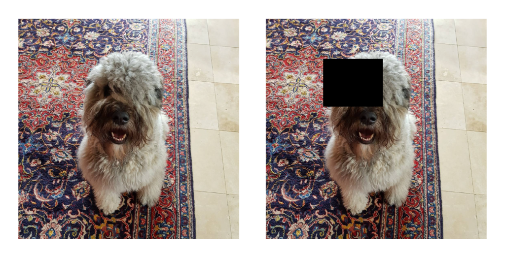 occluding an input image of a dog using a black occlusion patch. Original image is on the left and occluded image is on the right.