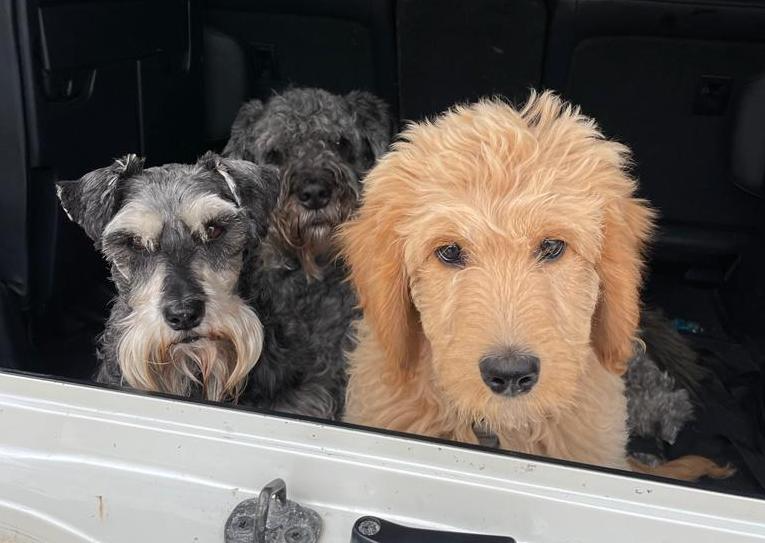 example of where global context may be important. There are three dogs.