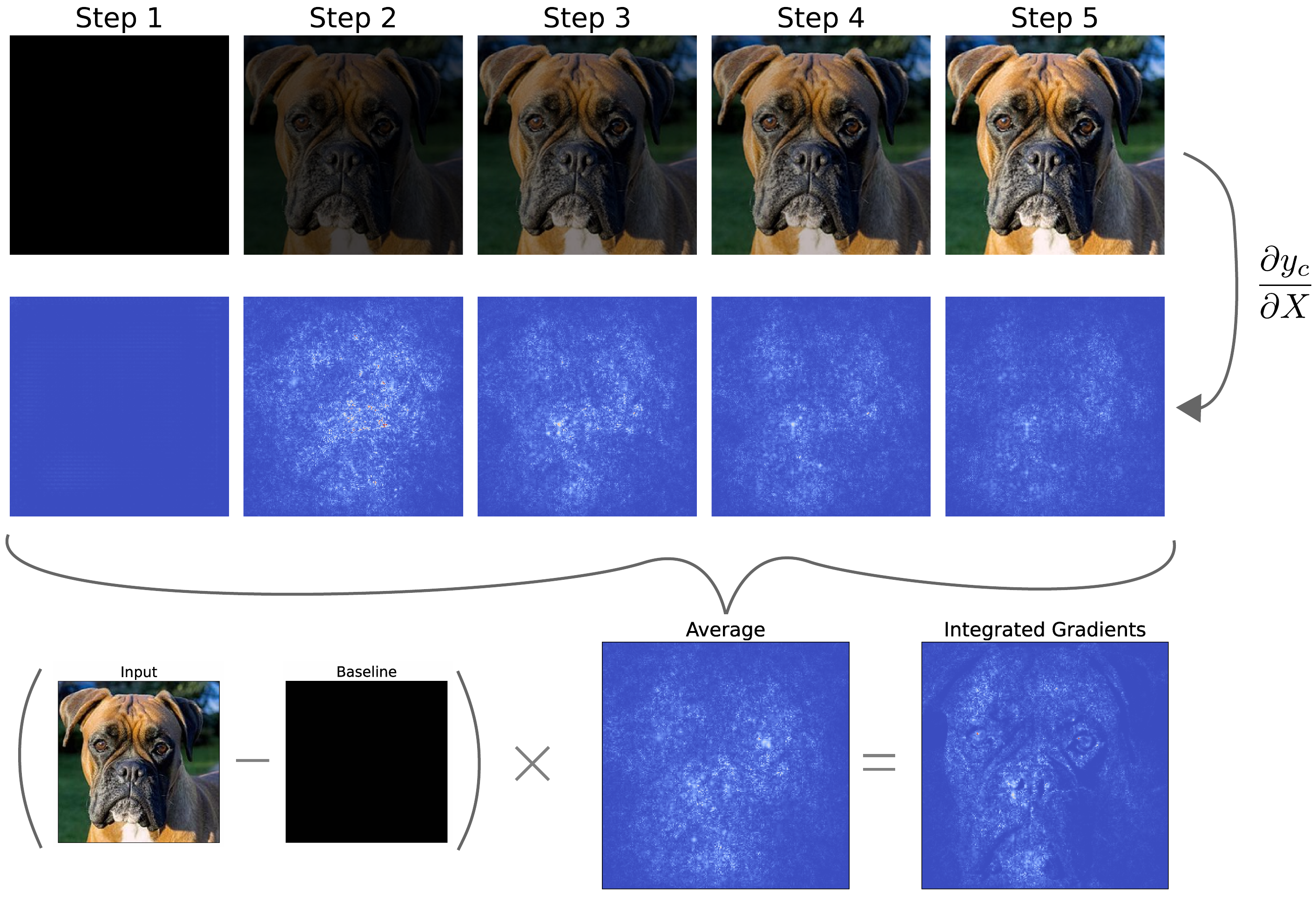 overview of integrated gradients. We calculate the average gradients at each step multiplied by the difference between the original input image and the baseline.