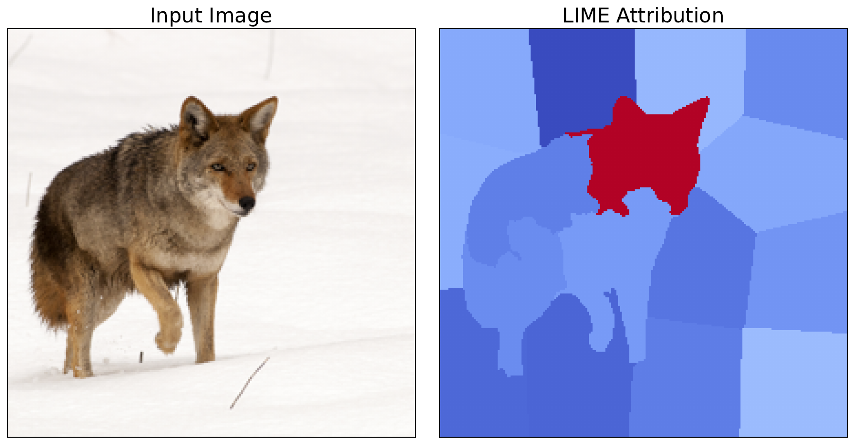 LIME attribution showing the importance of each superpixel. The segment that encompasses the coyote's head is clearly contributing the most to the model's prediction.