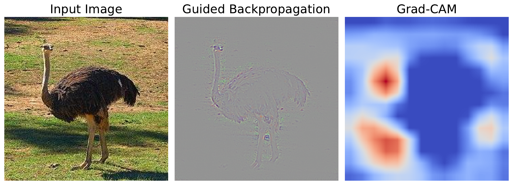 the difference in granularity of saliency maps. Grad-CAM could be considered a heatmap. In this case, VGG16 is used and gives the highest probability of 0.99 for the ostrich class.
